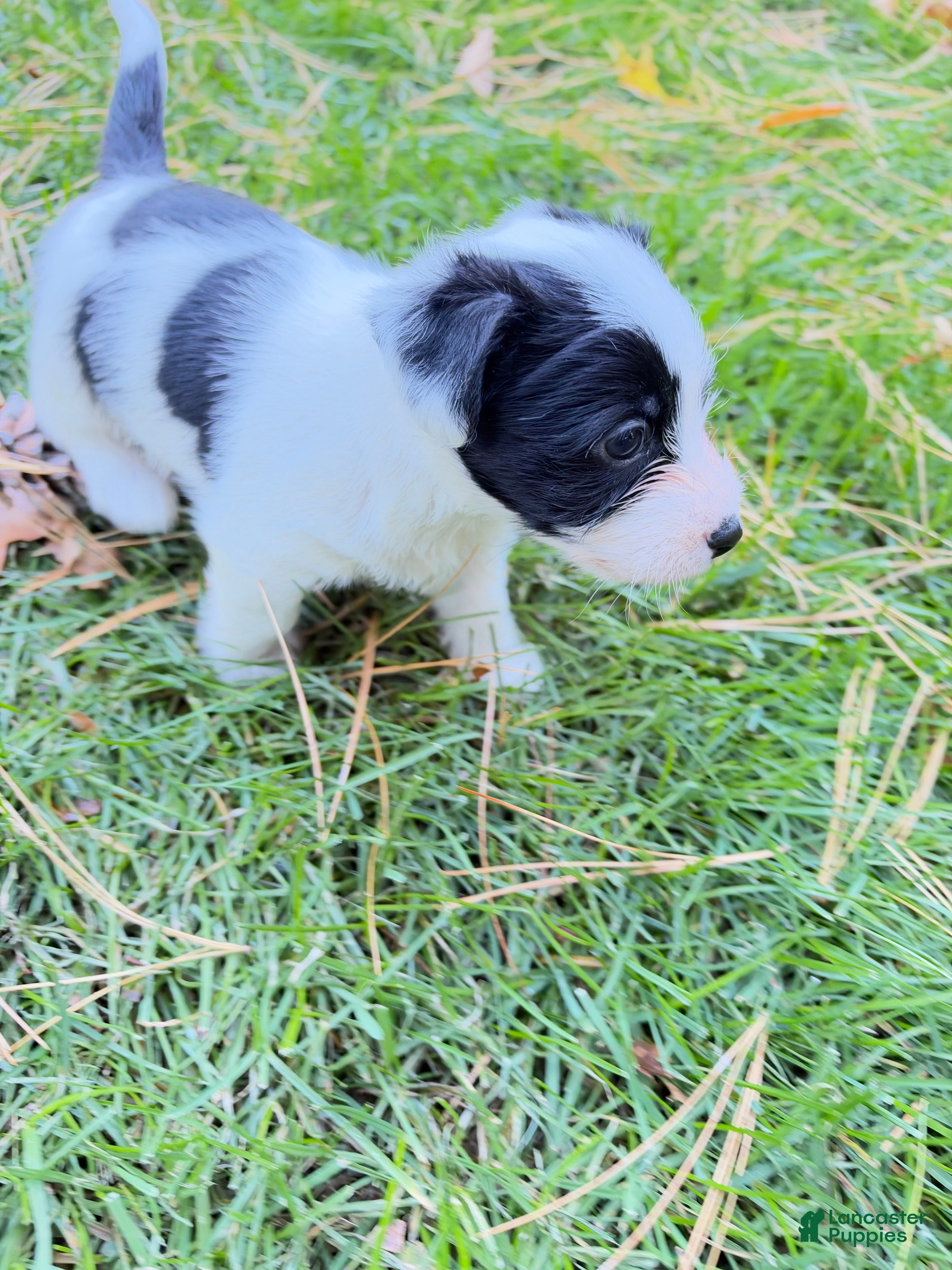 Mixed Breed dogs Mixed Breed 1 - Ad 2