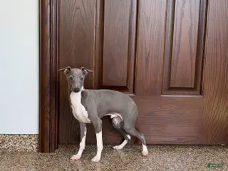 Italian Greyhound dogs Noah - Ad 9