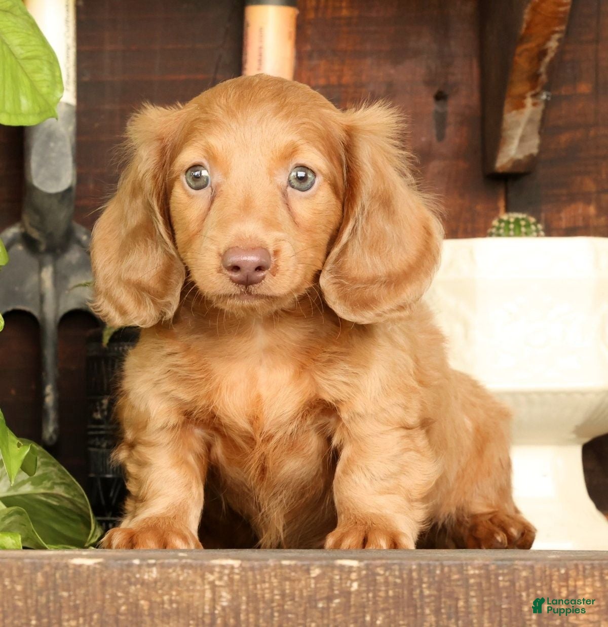 Miniature Dachshund dogs for sale: Rocky - Ad 1