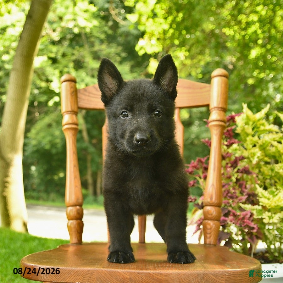 German Shepherd dogs Beethoven - Ad 1