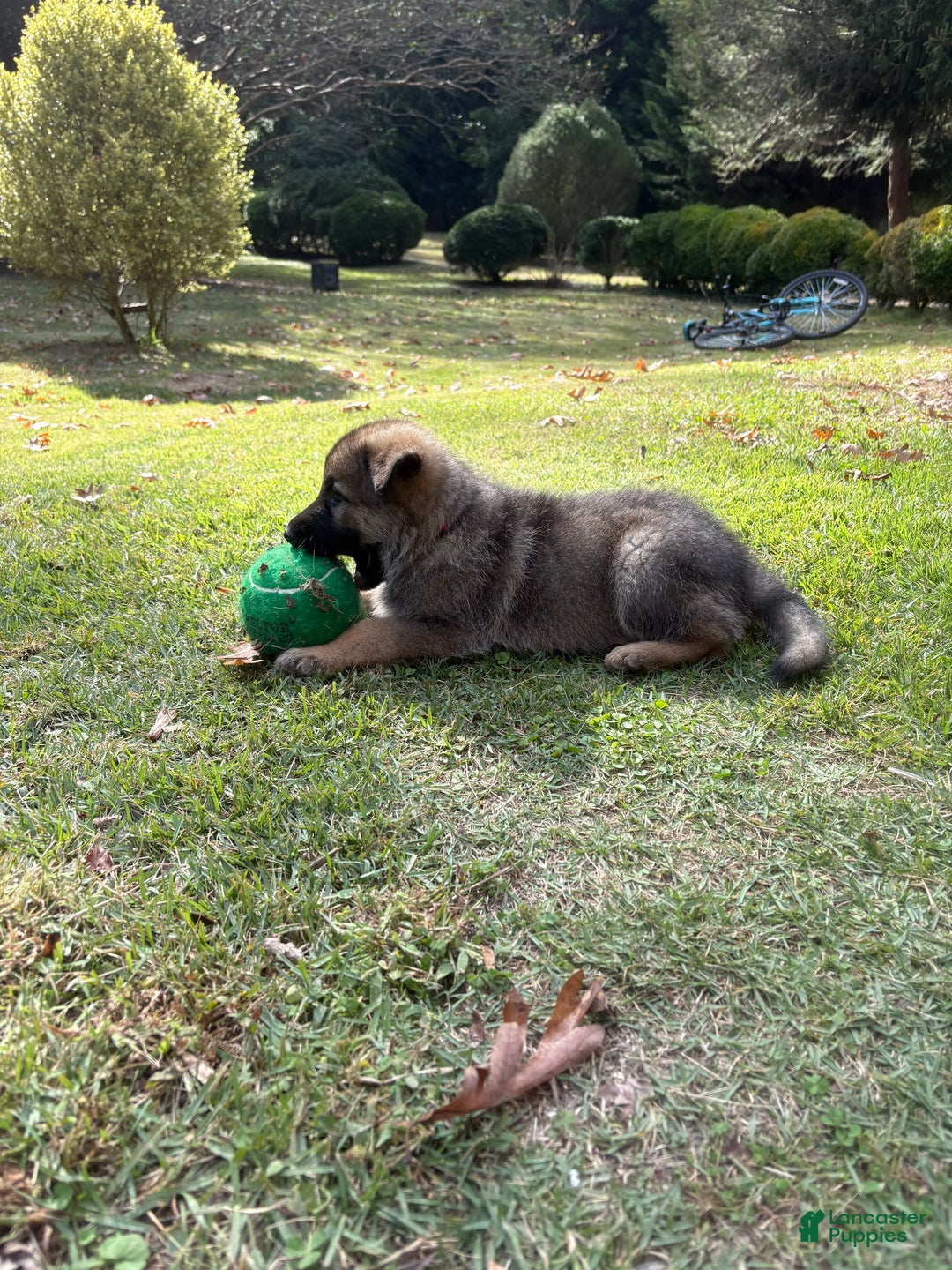 German Shepherd dogs for sale: German Shepherd Puppy 2 - Ad 7