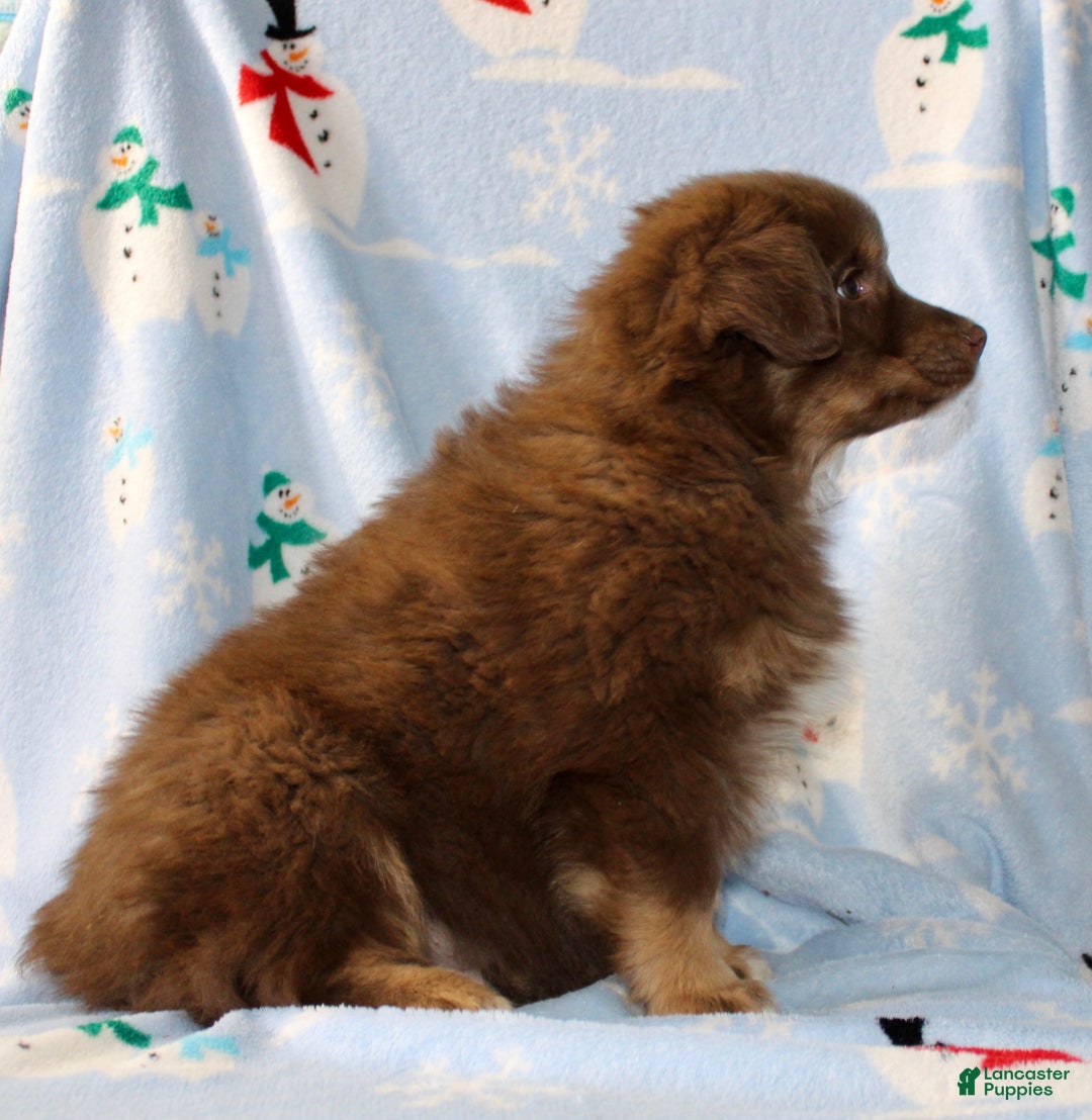 Australian Shepherd dogs for sale: Diamond  - Ad 3