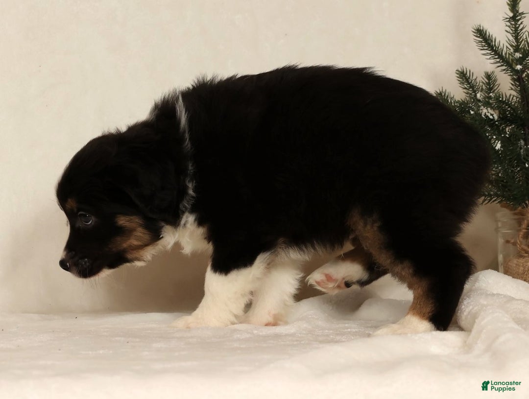 Miniature Australian Shepherd dogs for sale: Toby - Ad 6