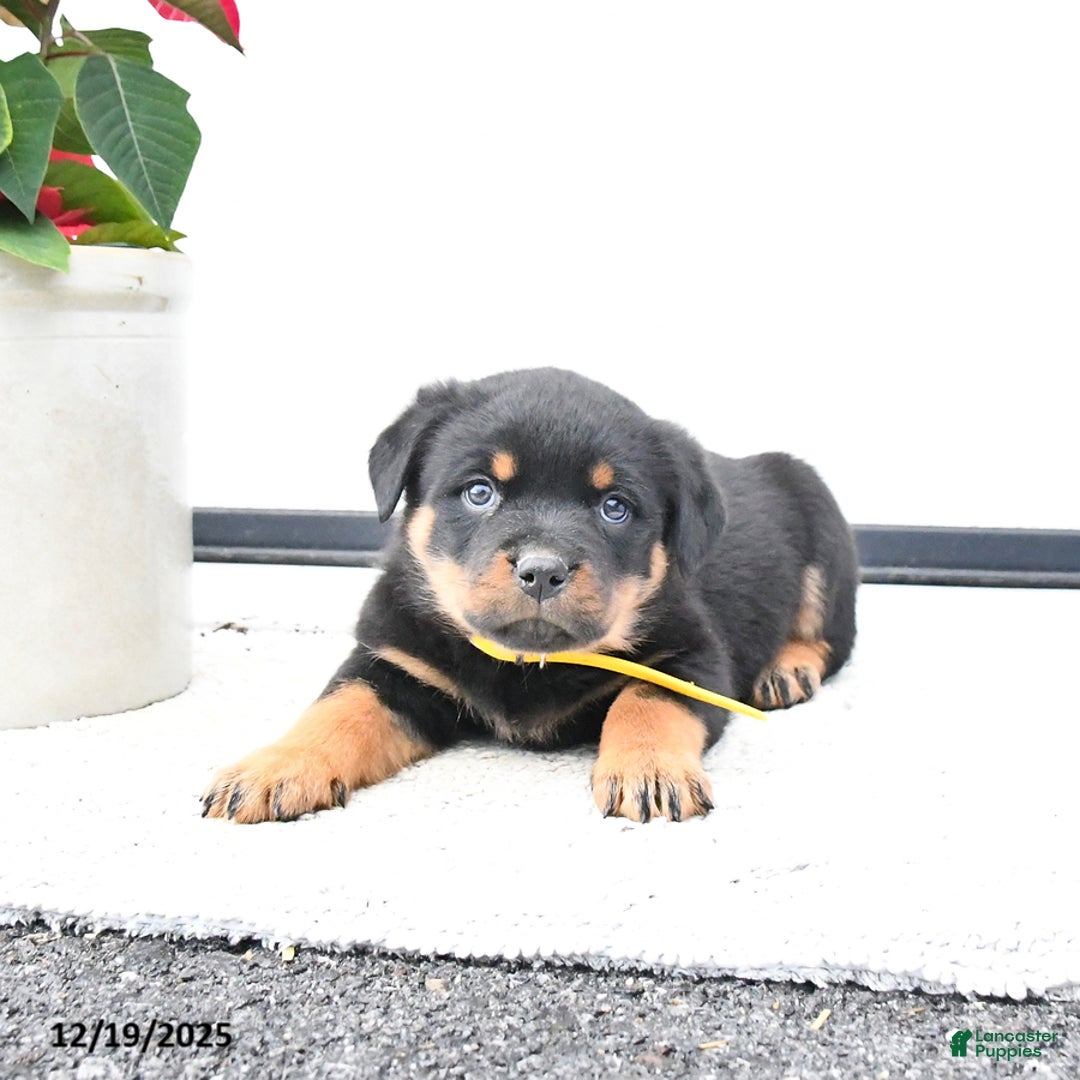 Rottweiler dogs for sale: Topaz - Ad 3