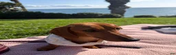 Mixed Breed dogs for sale: Miranda - Ad 6