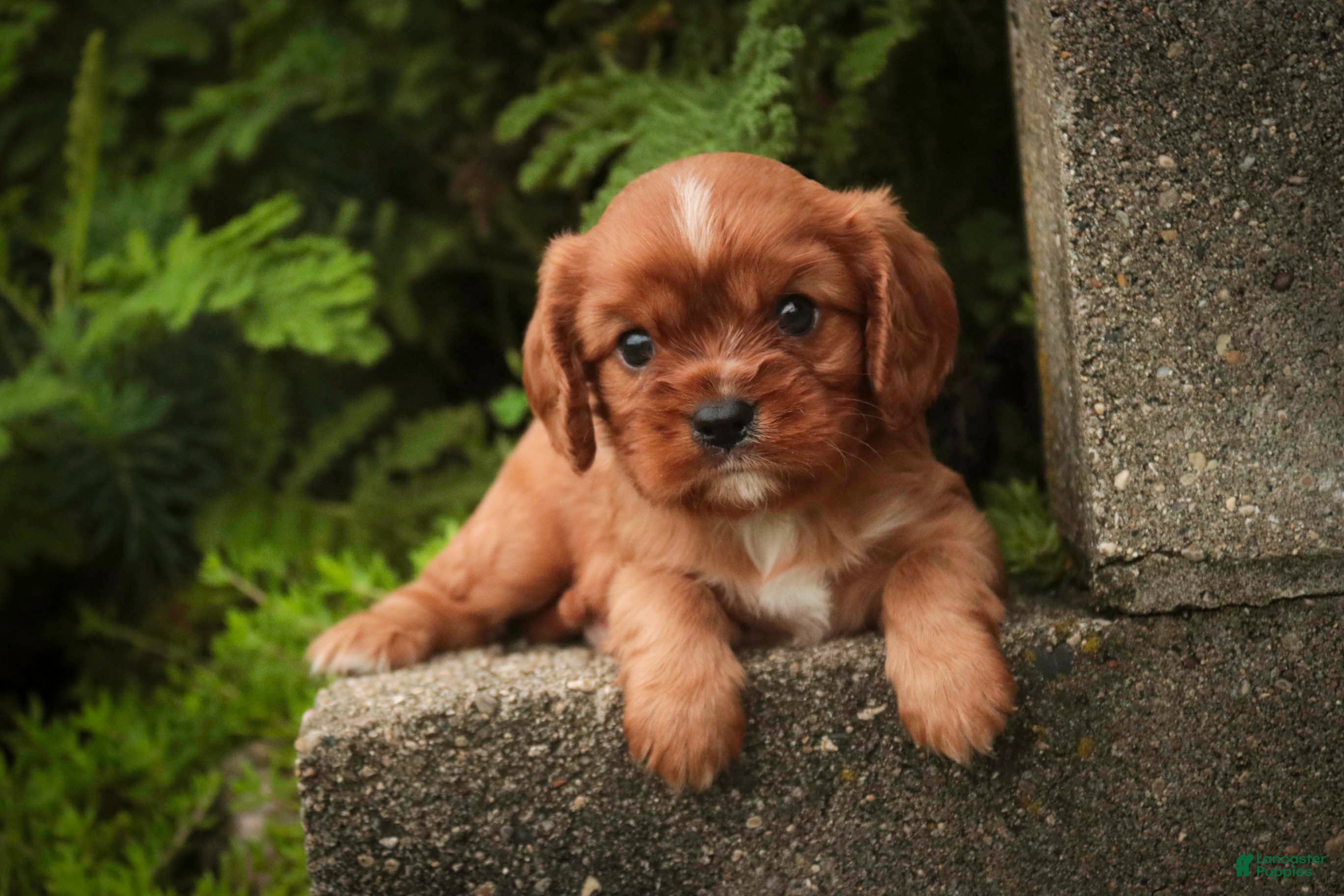 Cavalier King Charles Spaniel dogs Augie Cavalier King Charles Spaniel  - Ad 1