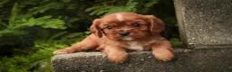 Cavalier King Charles Spaniel dogs for sale: Augie Cavalier King Charles Spaniel  - Ad 1