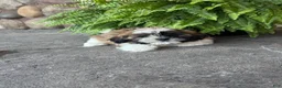 Shih Tzu dogs for sale: Sierra - Ad 2