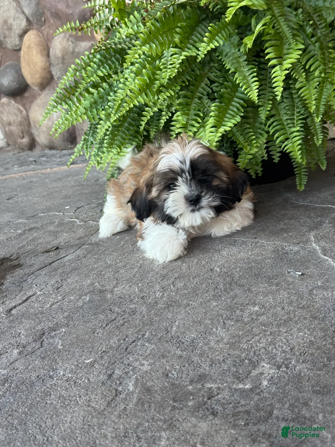 Shih Tzu dogs for sale: Sierra - Ad 2
