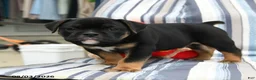 Olde English Bulldogge dogs for sale: Panther - Ad 3
