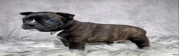 Mixed Breed dogs for sale: Mr Frankie  - Ad 4