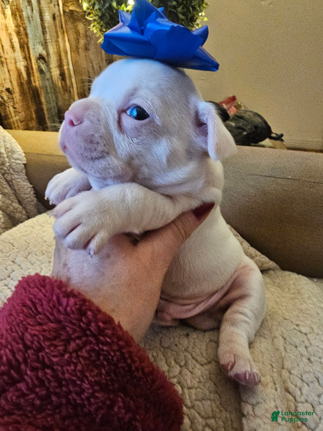 Frenchton dogs for sale: Frenchton Casper  - Ad 5