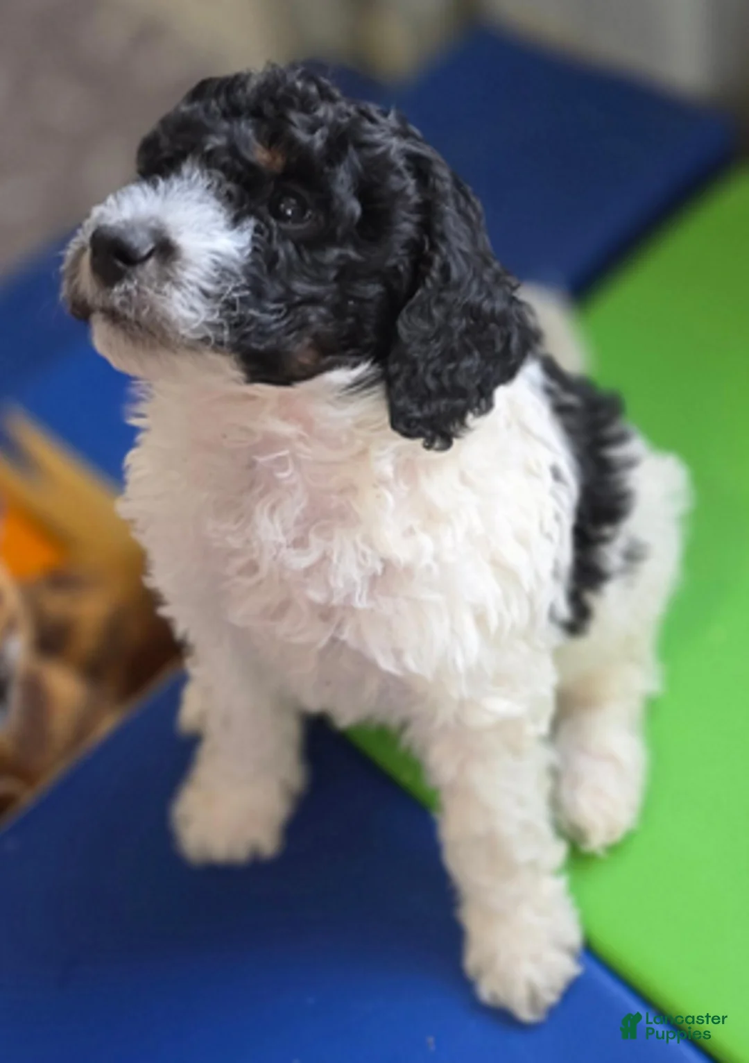 Bernedoodle dogs for sale: Oreo - Ad 2