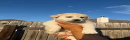 Mixed Breed dogs for sale: Mixed Breed 5 - Ad 6