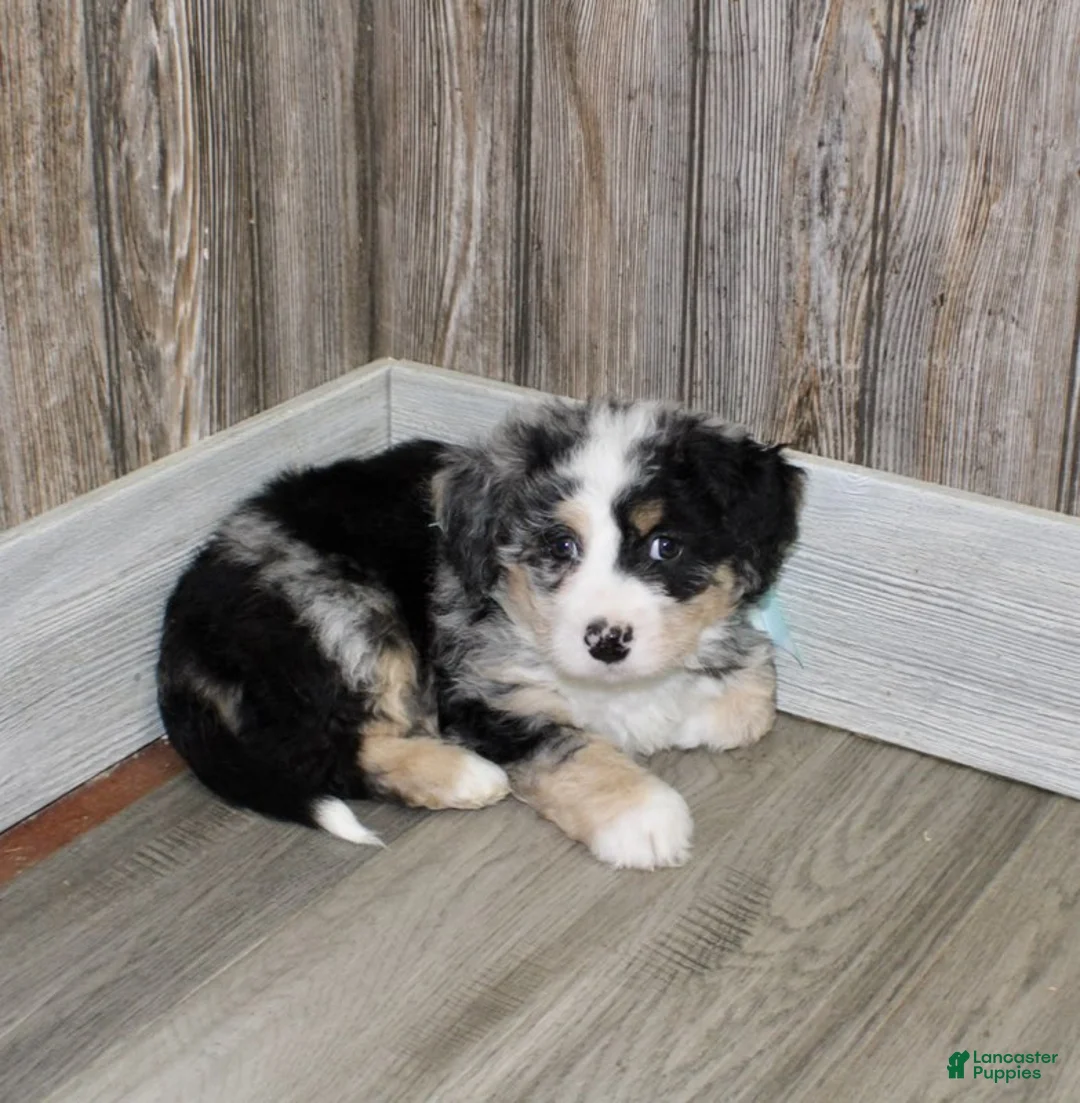 Mini Bernedoodle dogs for sale: Leo - Ad 1