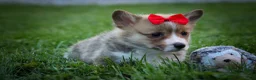Welsh Corgi Pembroke dogs for sale: Scotty 🐾 - Ad 4