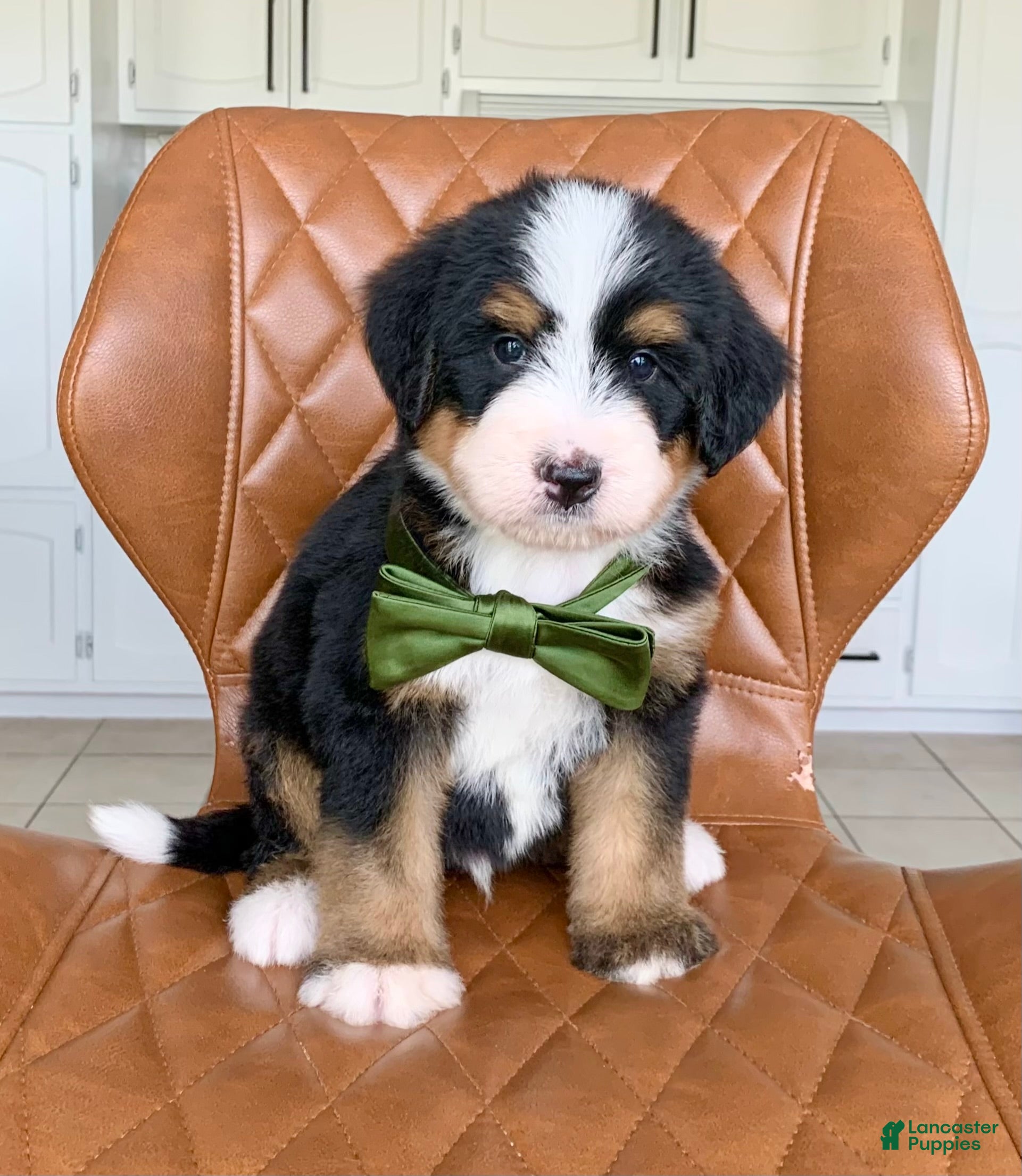 Bernedoodle dogs Cooper - Ad 2