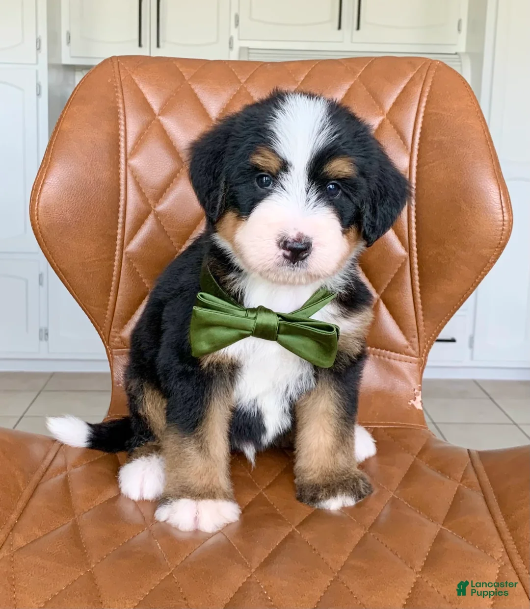 Bernedoodle dogs for sale: Cooper - Ad 2