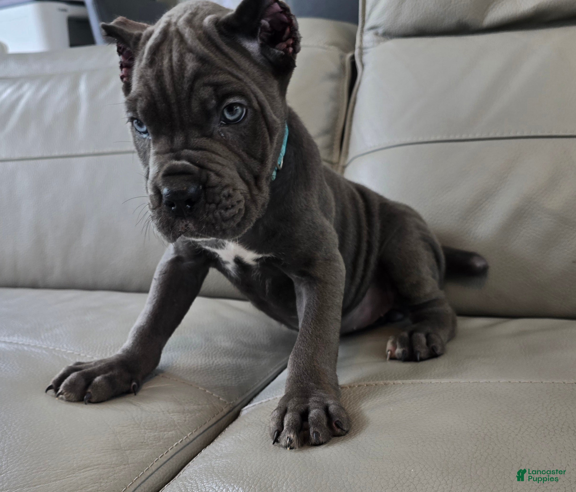 Cane Corso dogs Cane Corso 2 - Ad 2