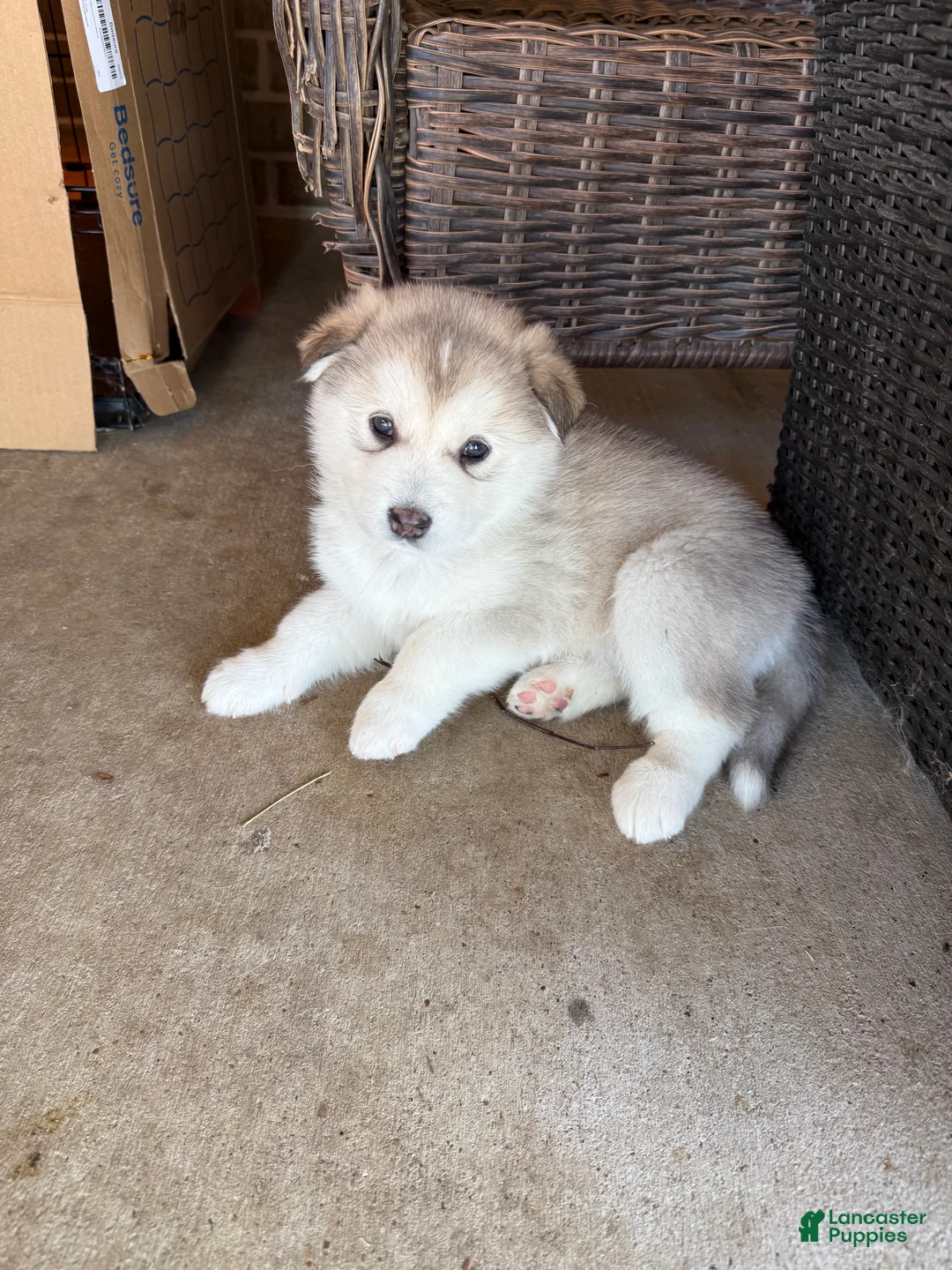 Alaskan Malamute dogs for sale: Alaskan Malamute Puppy 3 - Ad 2
