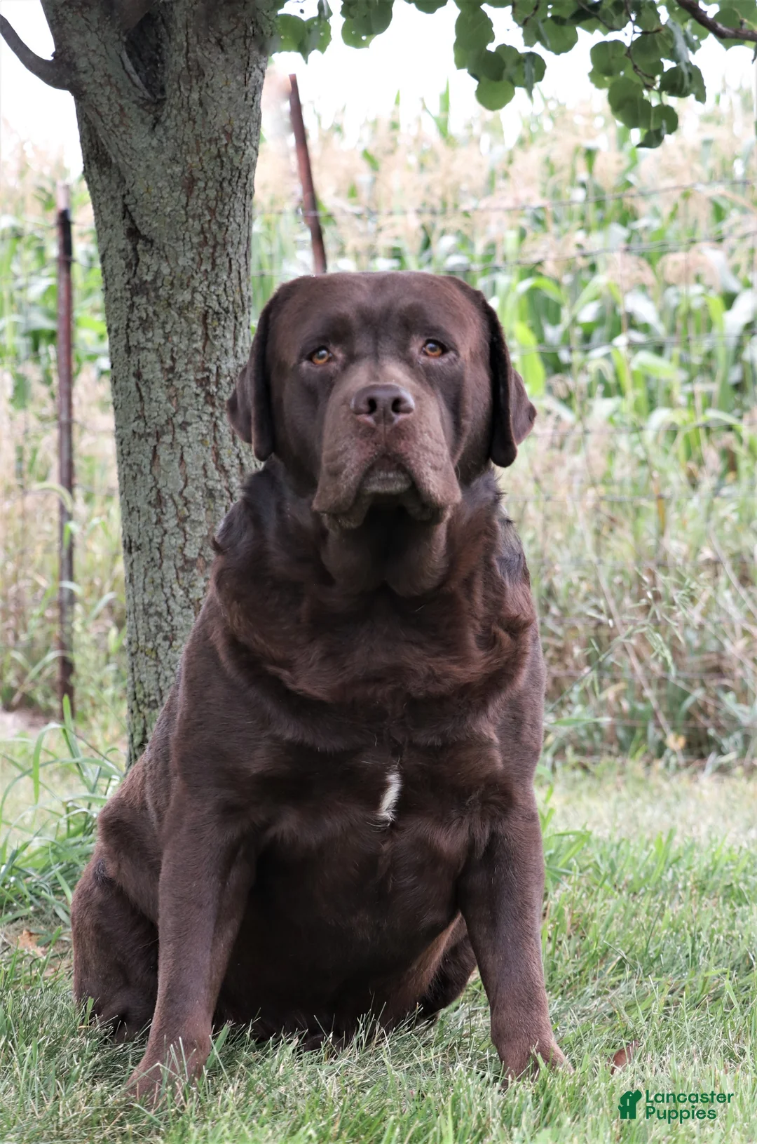 Labrador Retriever dogs for sale: Bruno - Ad 9