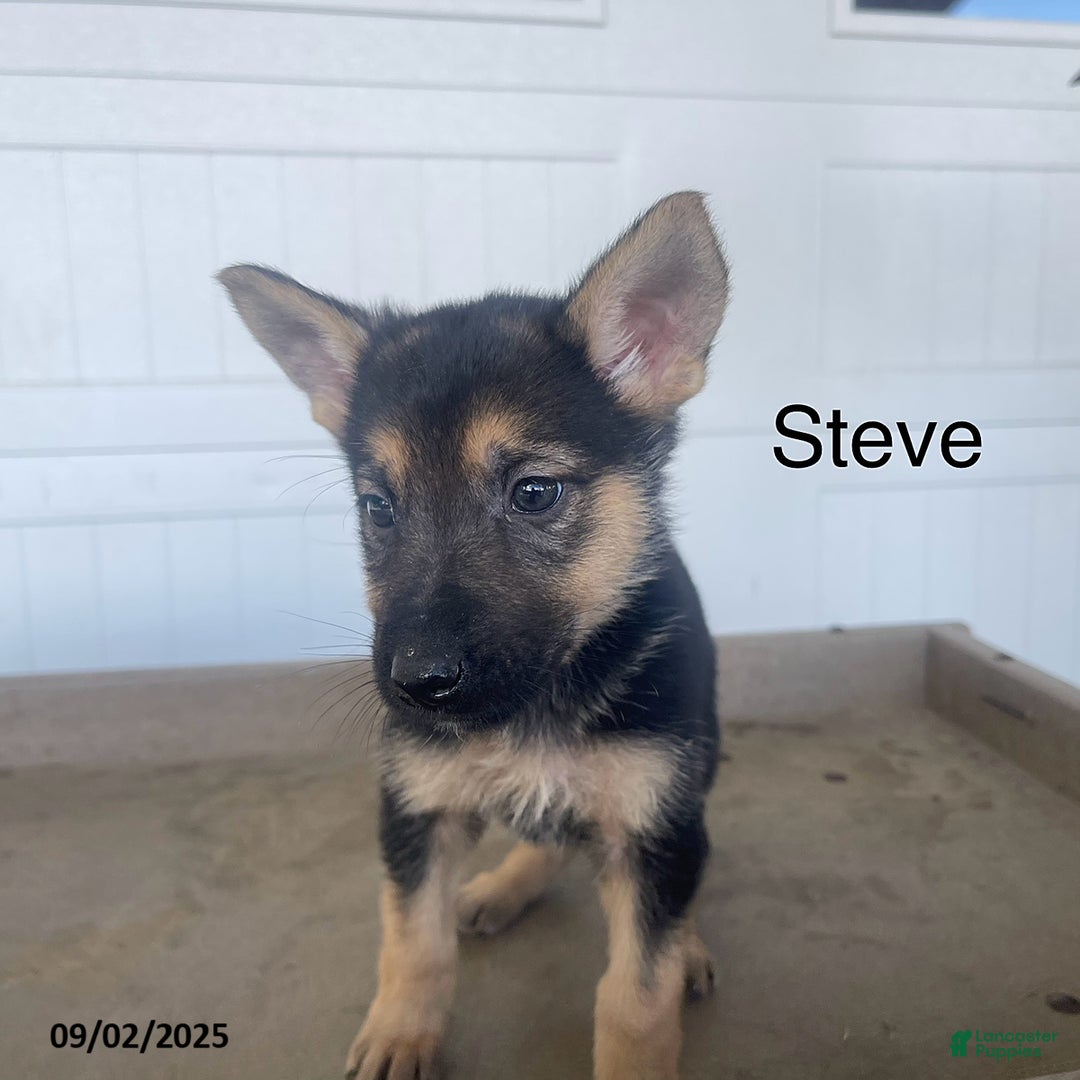 Shepherd Puppy Non Pedigree German Shepherd Alsatian Dog Olx 2025