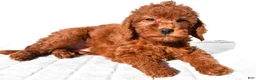 Mini Goldendoodle dogs for sale: Gracie - Ad 2