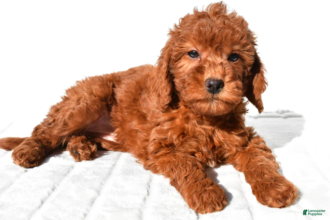 Mini Goldendoodle dogs for sale: Gracie - Ad 2