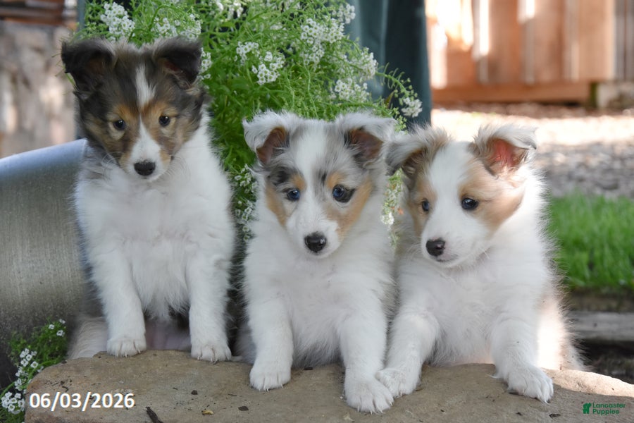 Shetland Sheepdog dogs Lollipop - Ad 2