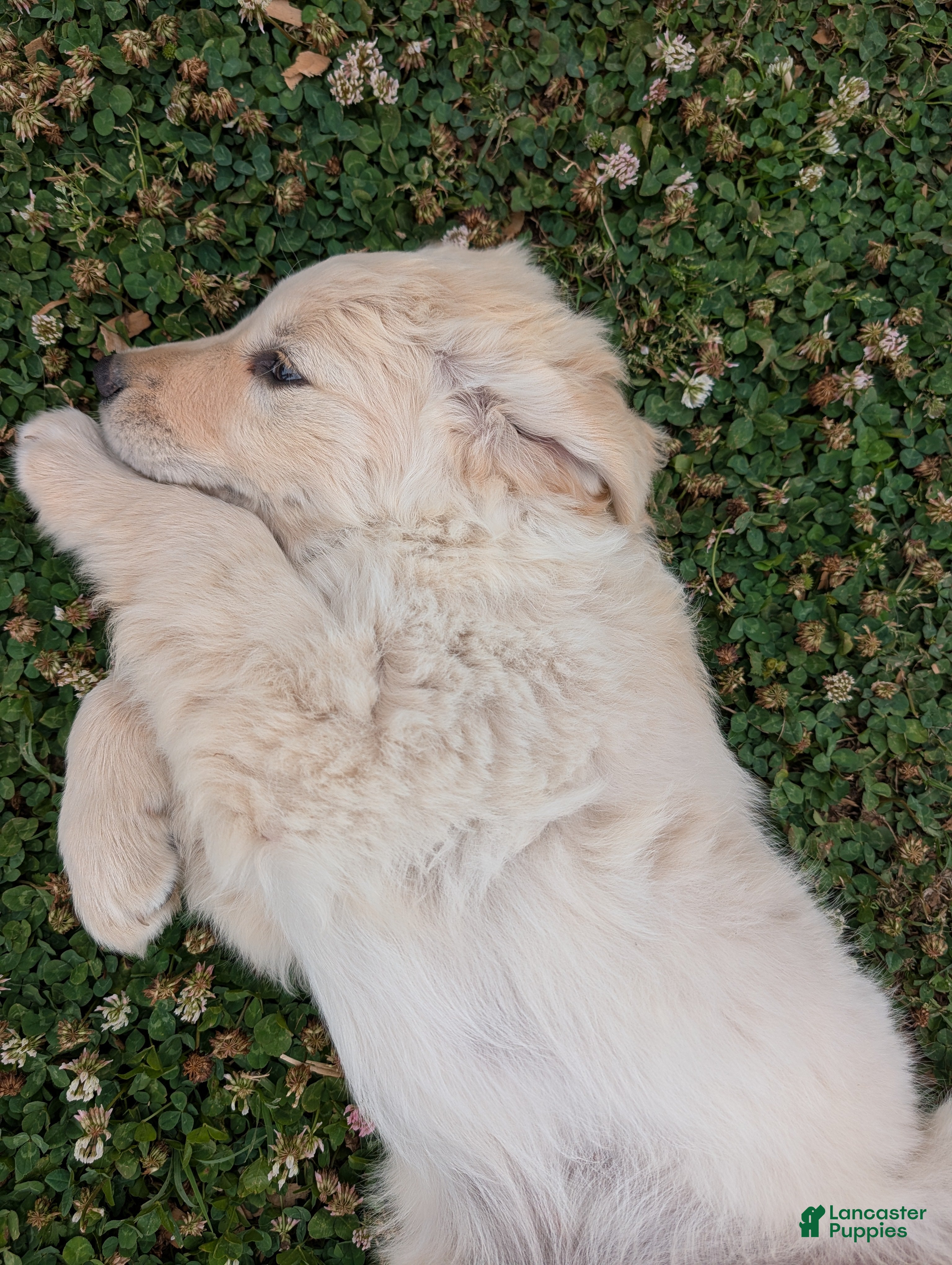 Golden Retriever dogs Golden Retriever Puppy 2 - Ad 2
