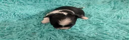 Chihuahua dogs for sale: LC Apple Head Panda  - Ad 2
