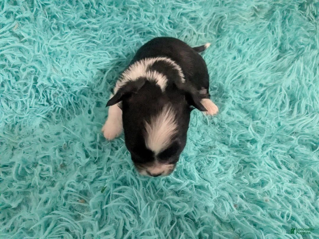 Chihuahua dogs for sale: LC Apple Head Panda  - Ad 2