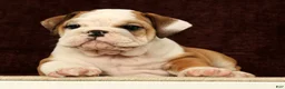 English Bulldog dogs for sale: Maxx - Ad 3