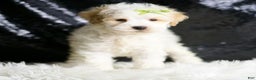 Maltipoo dogs for sale: ASH - Ad 2