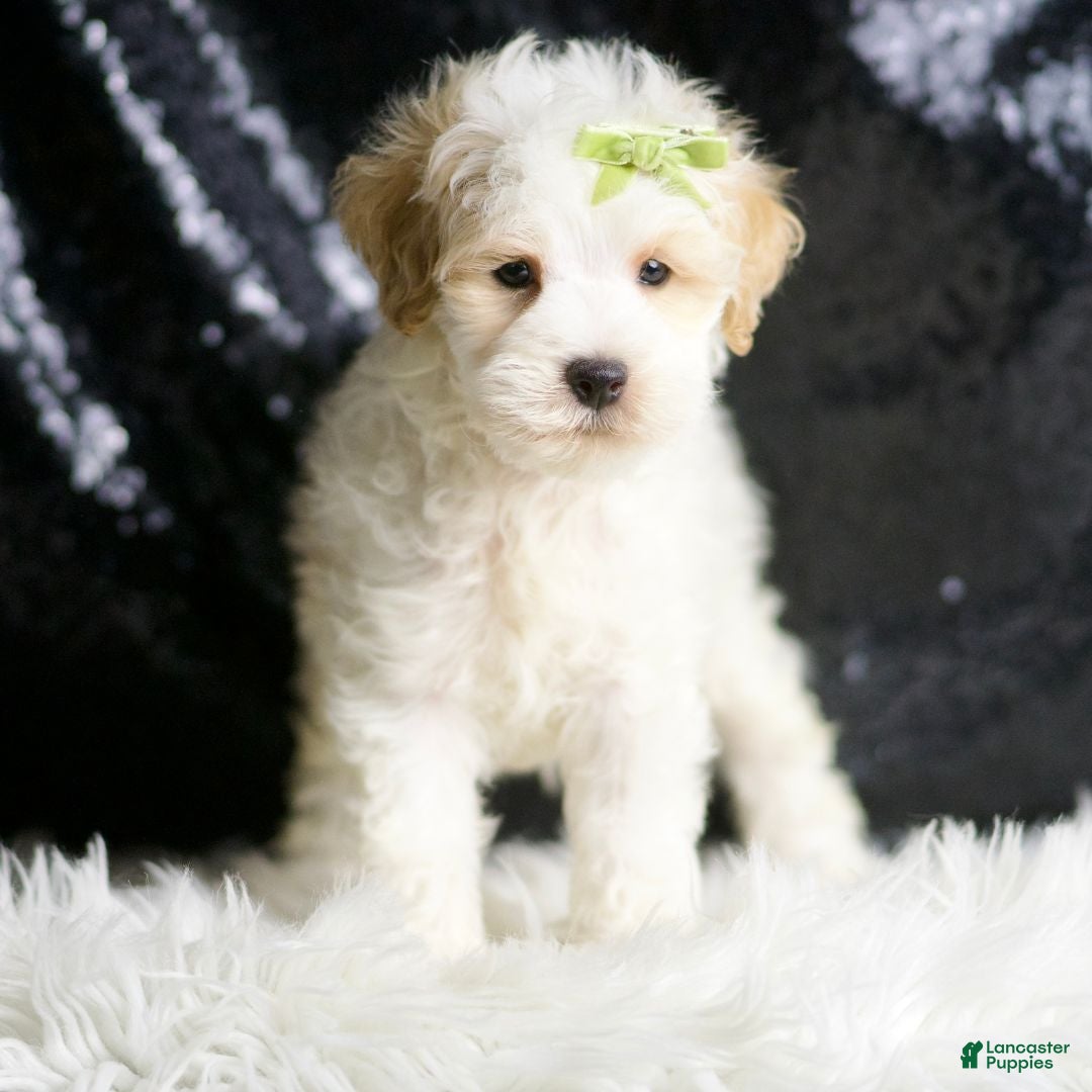Maltipoo dogs for sale: ASH - Ad 2