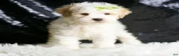 Maltipoo dogs for sale: ASH - Ad 2