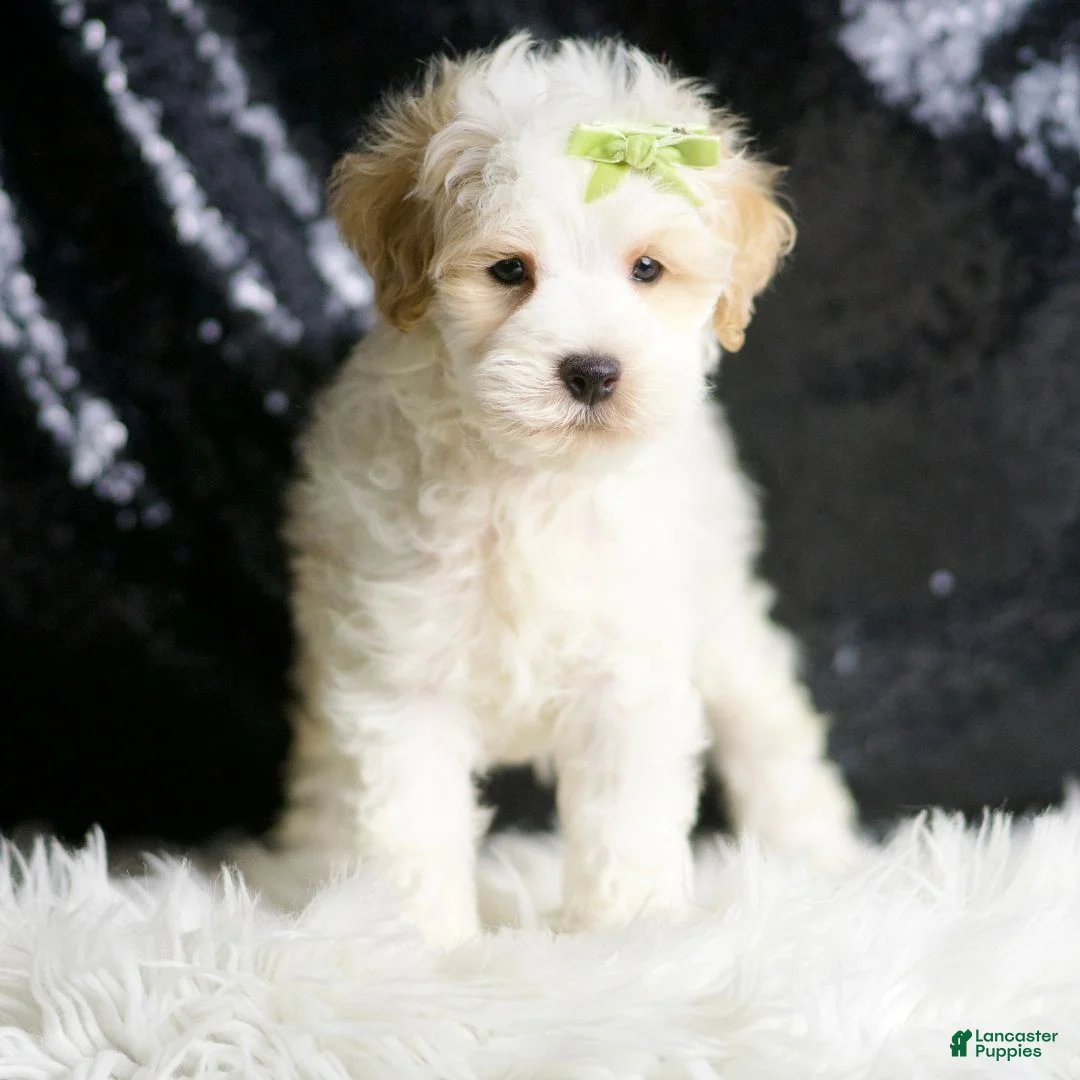 Maltipoo dogs for sale: ASH - Ad 2