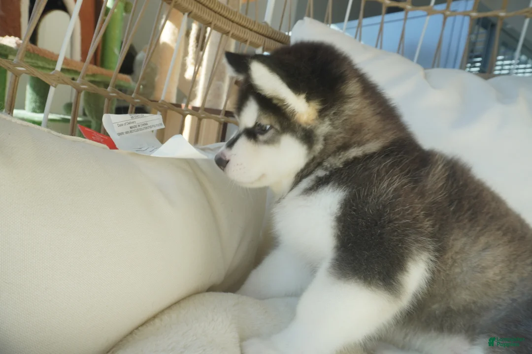 Alaskan Malamute dogs for sale: Saseme - Ad 16