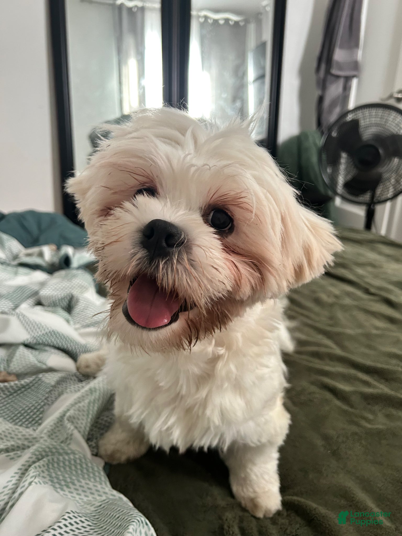 Lhasa Apso dogs Lhasa Apso Puppy 1 - Ad 3