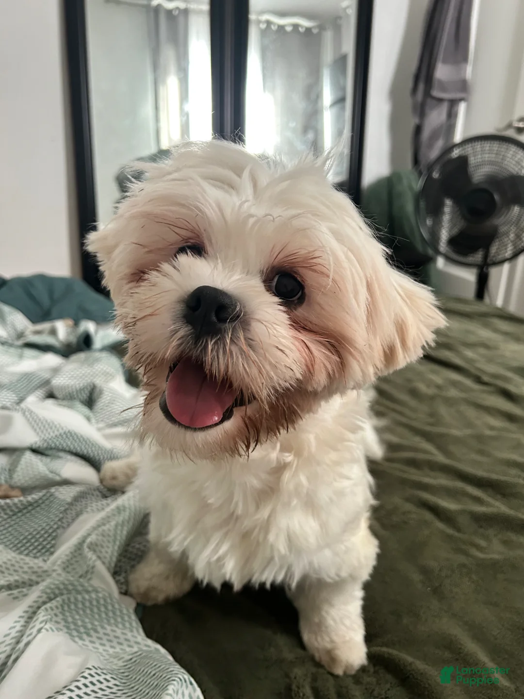 Lhasa Apso dogs for sale: Lhasa Apso Puppy 1 - Ad 1