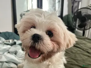 Lhasa Apso dogs Lhasa Apso Puppy 1 - Ad 3