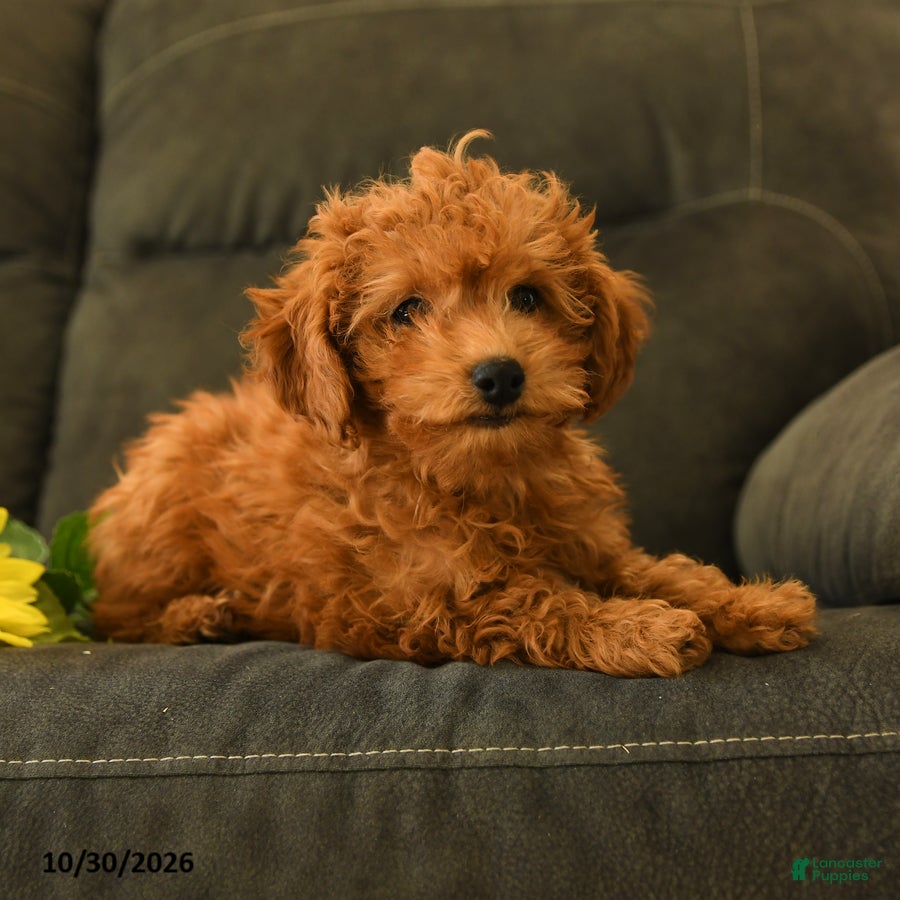 Miniature Labradoodle dogs for sale: Patty - Ad 2
