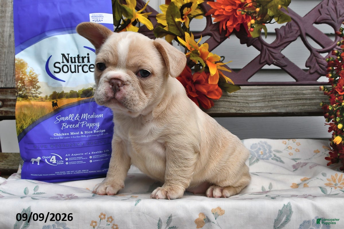 French Bulldog dogs Willow - Ad 2