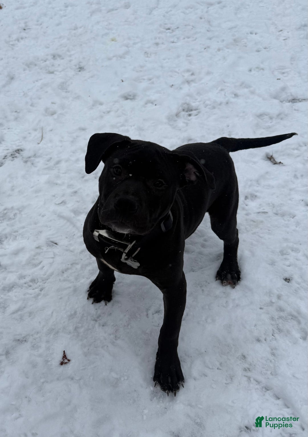 American Bully dogs for sale: Sandy(female) - Ad 25