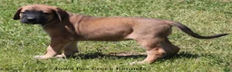 Mixed Breed dogs for sale: Bonnie - Ad 12