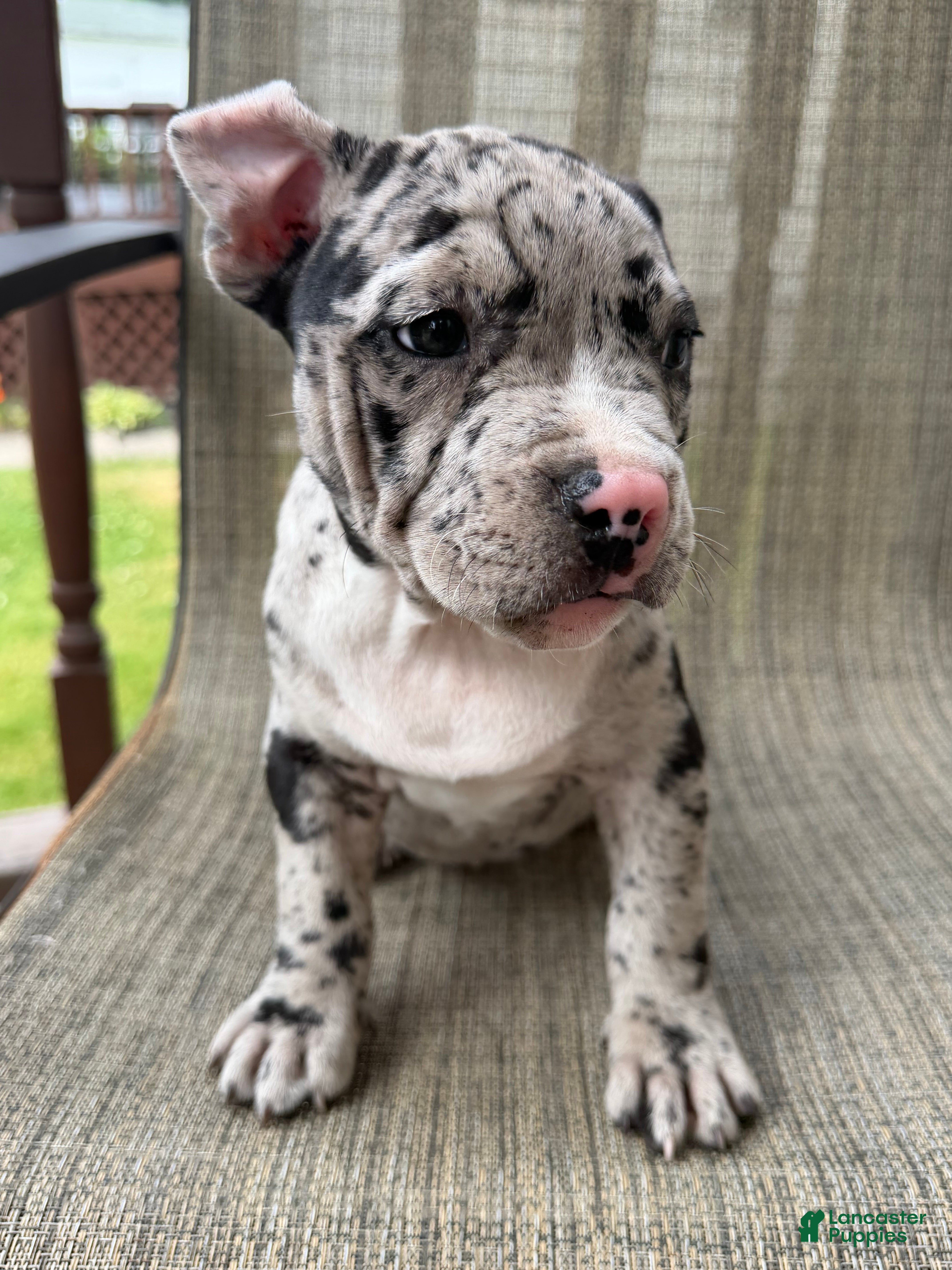 American Bully dogs Hera - Ad 2