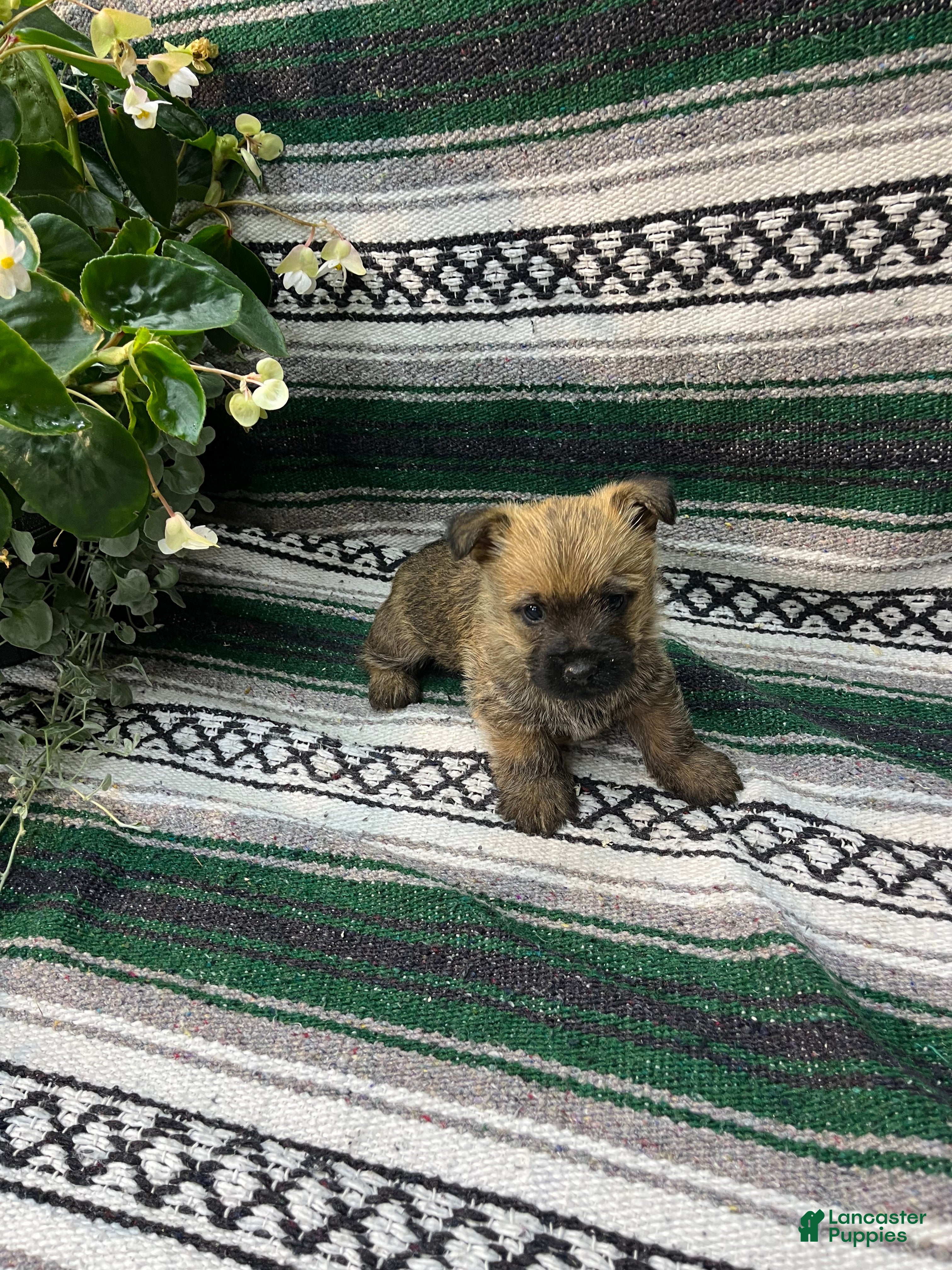 Cairn Terrier dogs Teddy - Ad 1