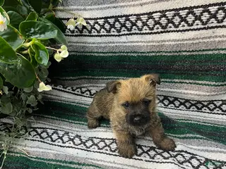 Cairn Terrier dogs for sale: Teddy - Ad 2