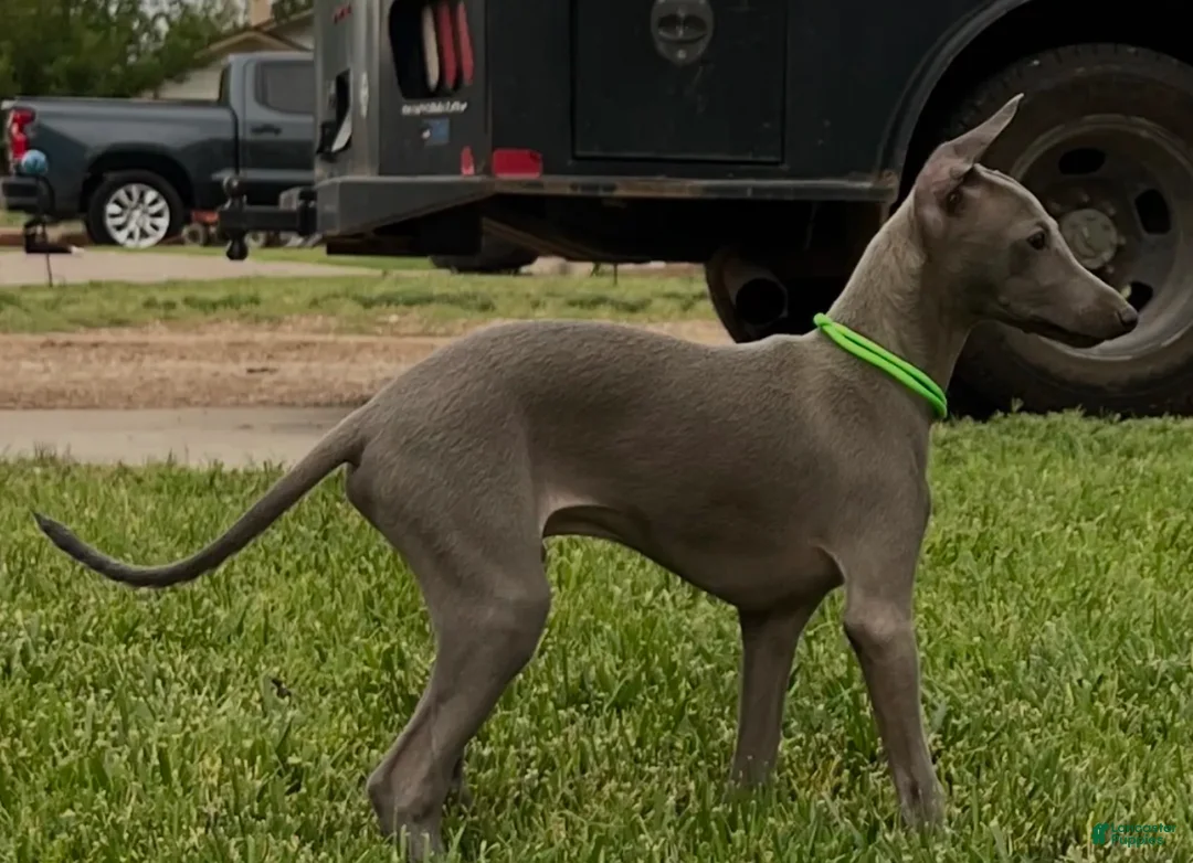 Italian Greyhound dogs for sale: Usher - Ad 2