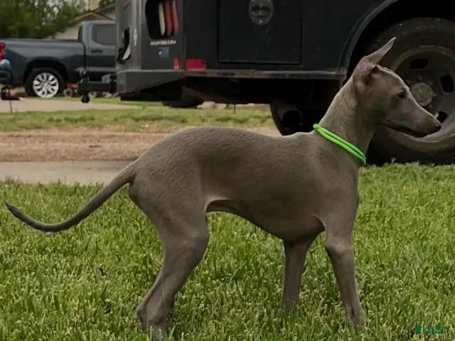 Italian Greyhound dogs for sale: Usher - Ad 2